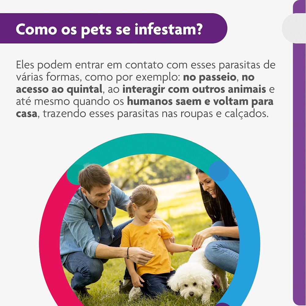 Antipulgas e Carrapatos Bravecto para Cães de 4,5kg a 10kg - 250mg