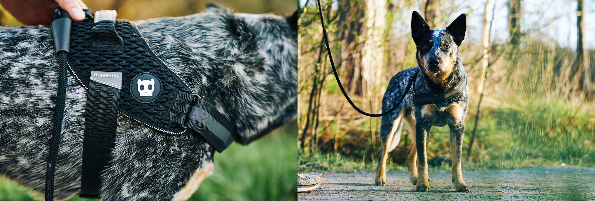 Peitoral para Cachorros FlyHarness Urban | Lifestyle Images