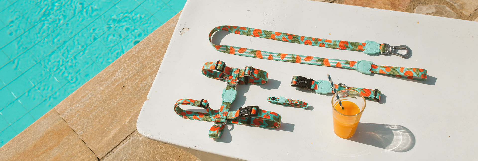Coleira para Cachorros Florida | Lifestyle Images