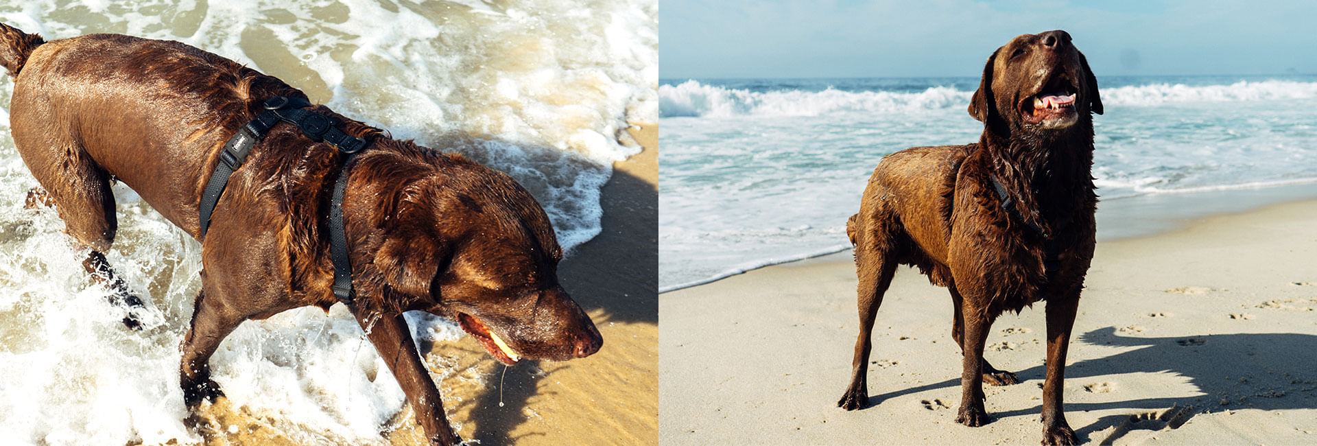 Coleira para Cachorros Neopro Preto | Lifestyle Images