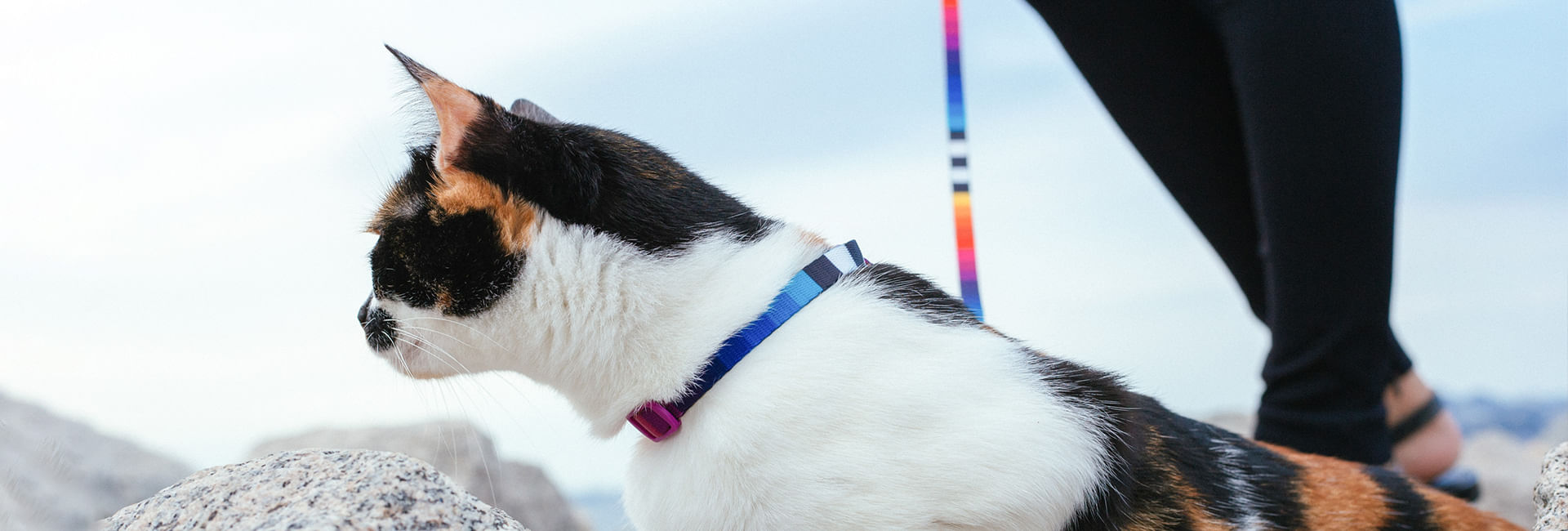 Coleira Zee.Cat Prisma para Gatos | Lifestyle Images