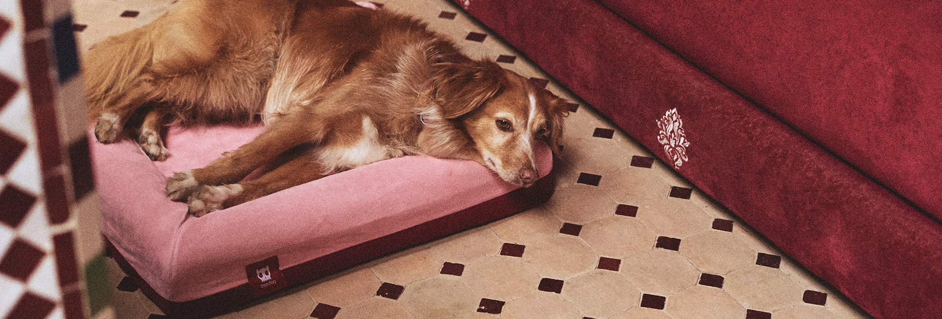 Cama para Cachorros Zee.Bed Najima | Lifestyle Images