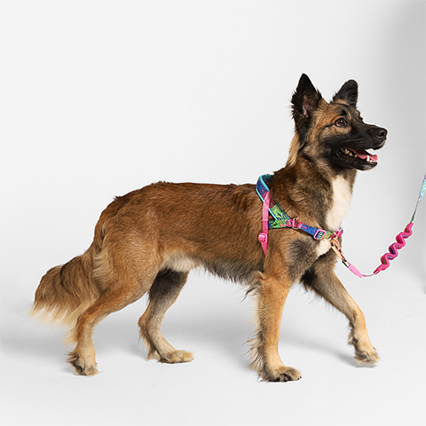 Peitoral Antipuxão SofterWalk para Cachorros Melted | Zee.Dog