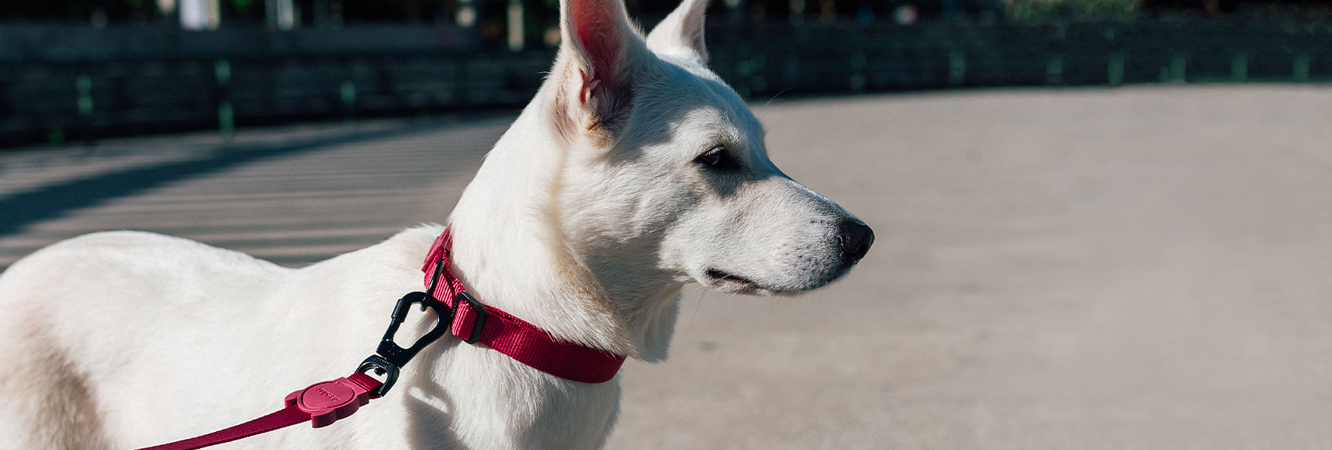 Guia com Amortecedor para Cachorros Bordeau | Lifestyle Images