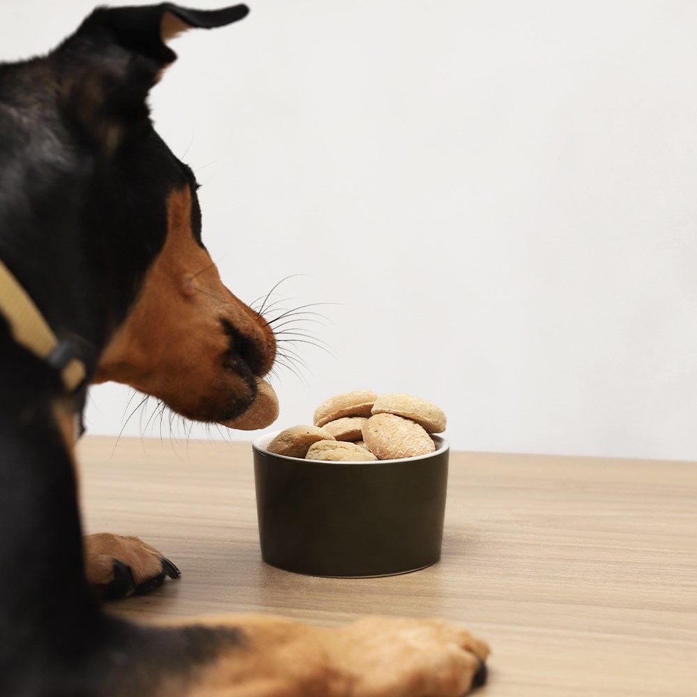 Cookie Selections For Pets Sabor Coco e Aveia para Cães Adultos