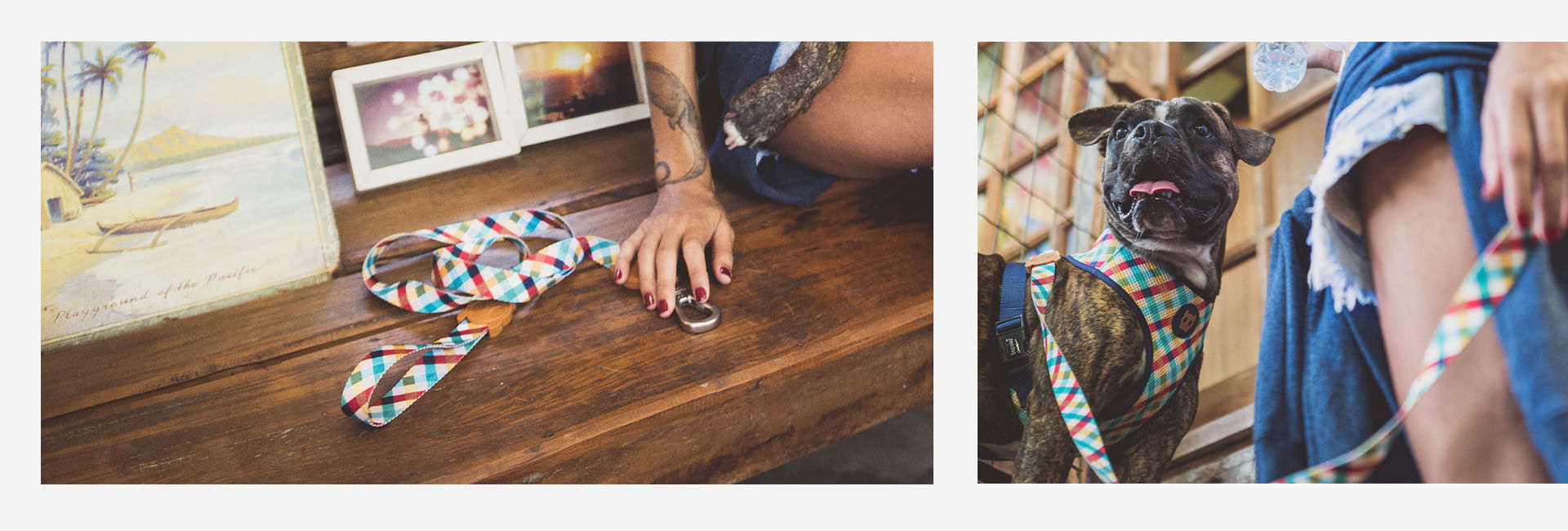 Coleira para Cachorros Phantom | Lifestyle Images