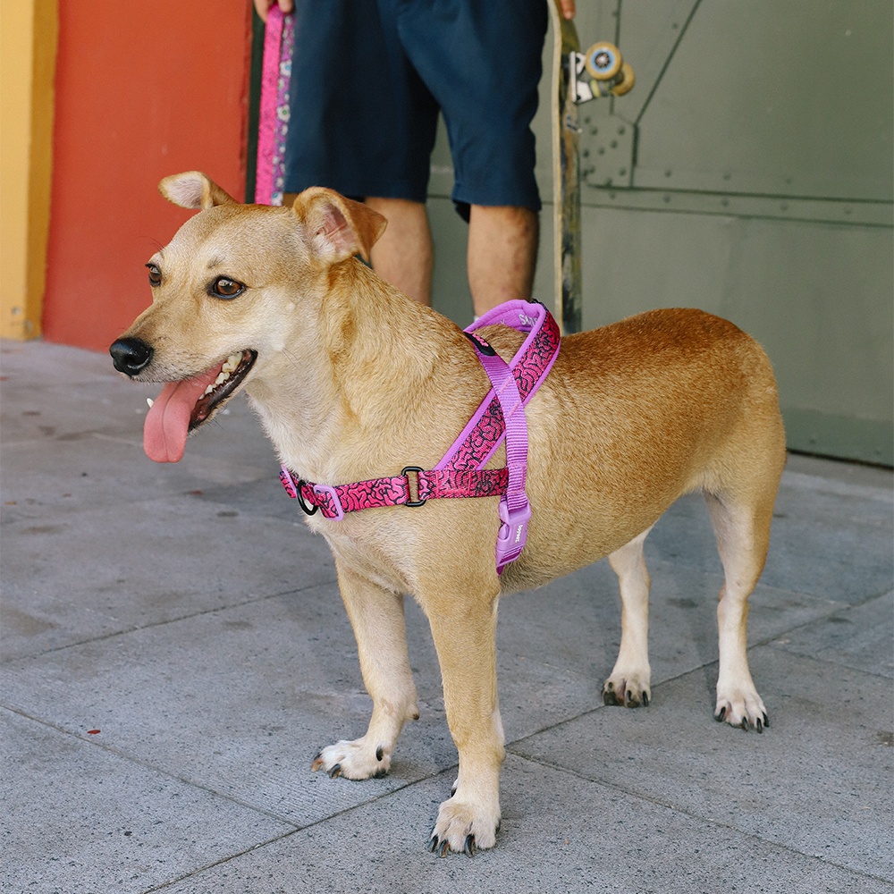 Peitoral Antipuxão SofterWalk para Cachorros Brain