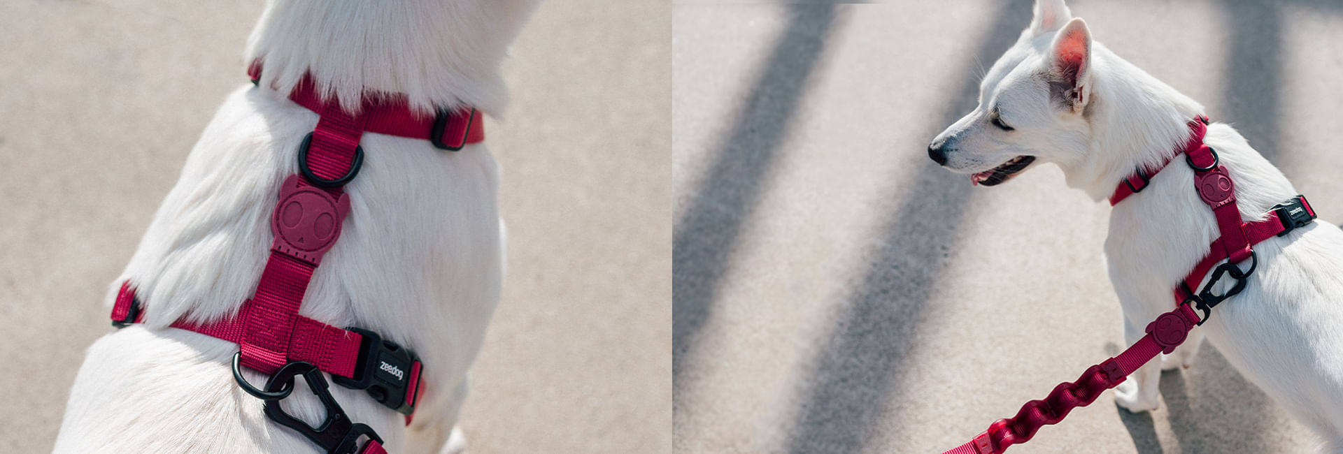 Guia com Amortecedor para Cachorros Bordeau | Lifestyle Images