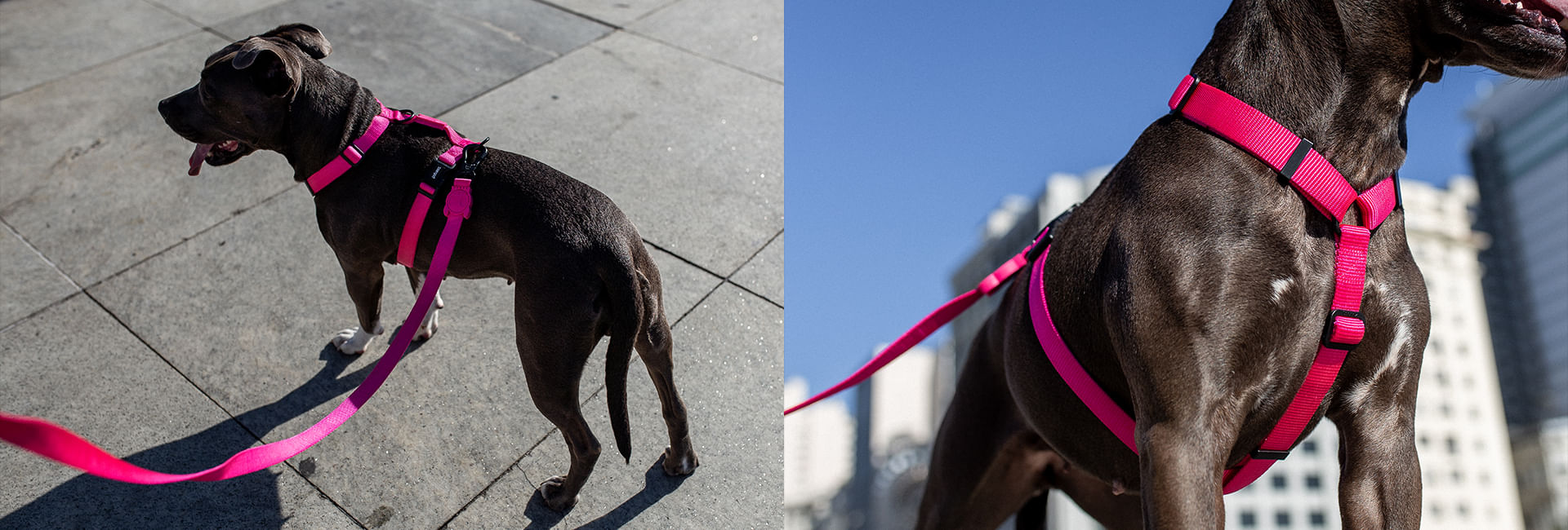 Peitoral para Cachorros Antipuxão Pink Led | Lifestyle Images