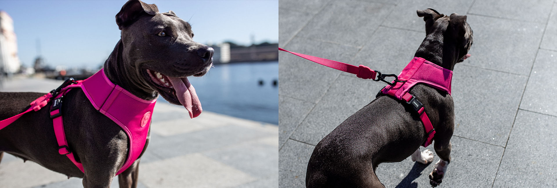 Peitoral para Cachorros Antipuxão Pink Led | Lifestyle Images