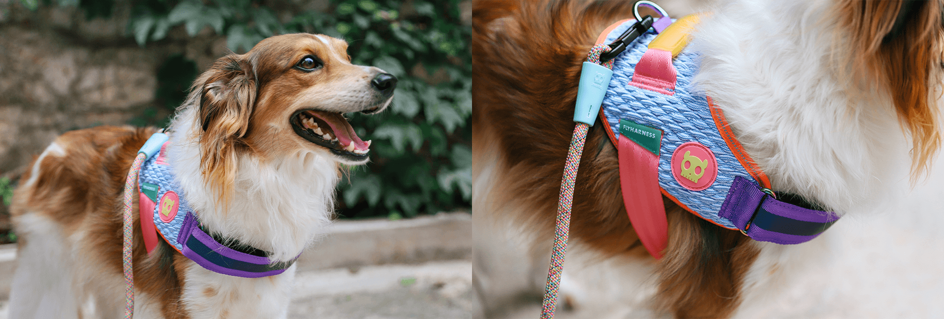 Peitoral para Cachorros FlyHarness Galaxy | Lifestyle Images