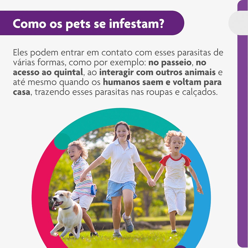 Antipulgas e Carrapatos Bravecto para Cães de 10kg a 20kg - 500mg