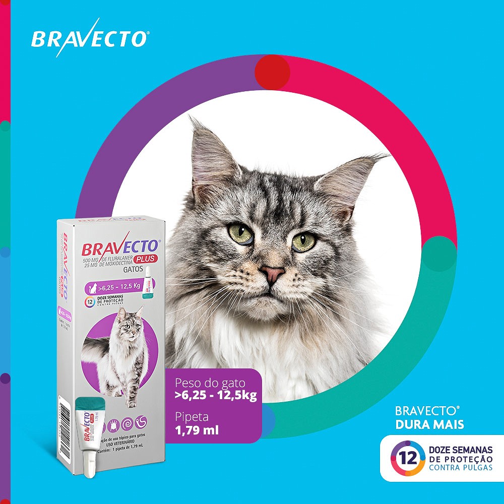Antipulgas Bravecto Transdermal Plus para Gatos - 1 Pipeta de 500mg