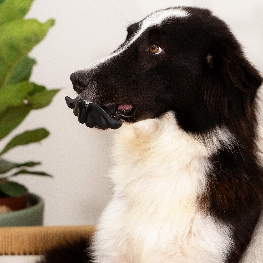 Brinquedo Lump Bigodón Laranja para Cães