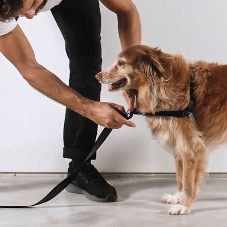 Peitoral para cachorros antipuxão Gotham | Zee.Dog