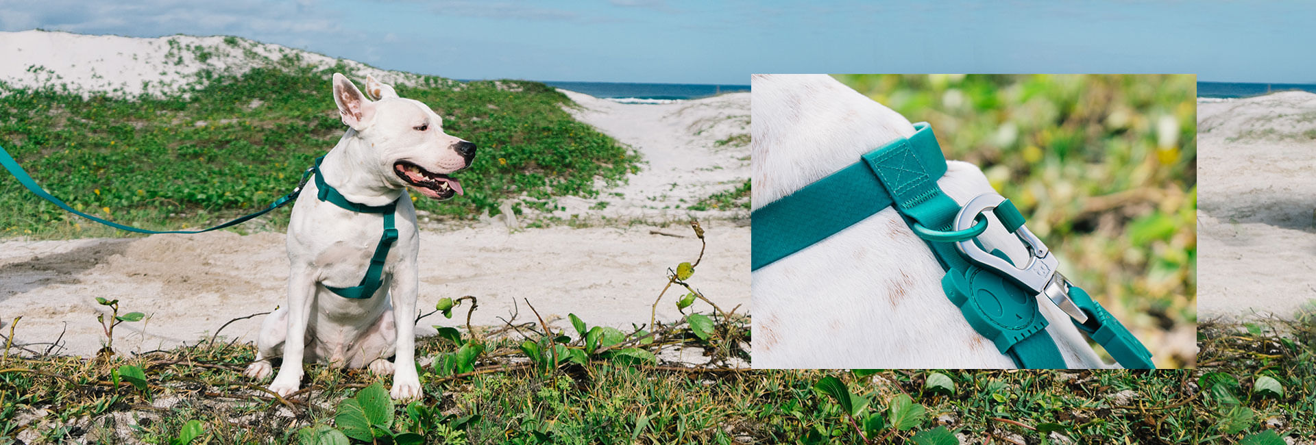 Coleira para Cachorros Neopro Amazonia | Lifestyle Images