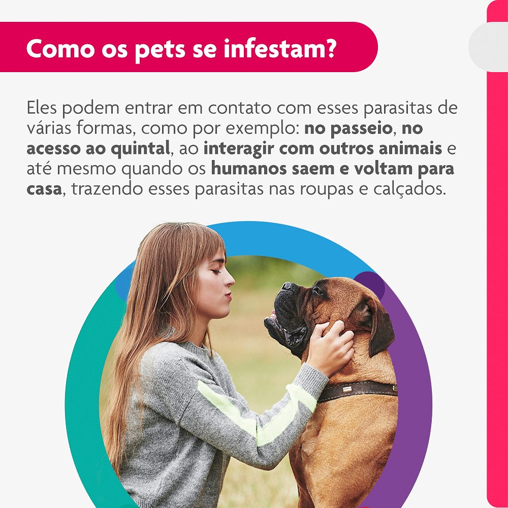 Antipulgas e Carrapatos Bravecto Transdermal para Cães de 40kg a 56kg - 1400mg