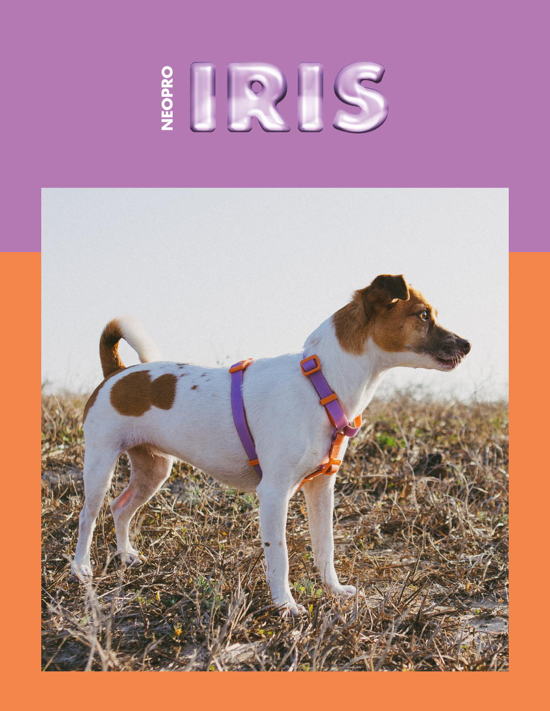 Peitoral para Cachorros H Neopro Iris | Zee.Now