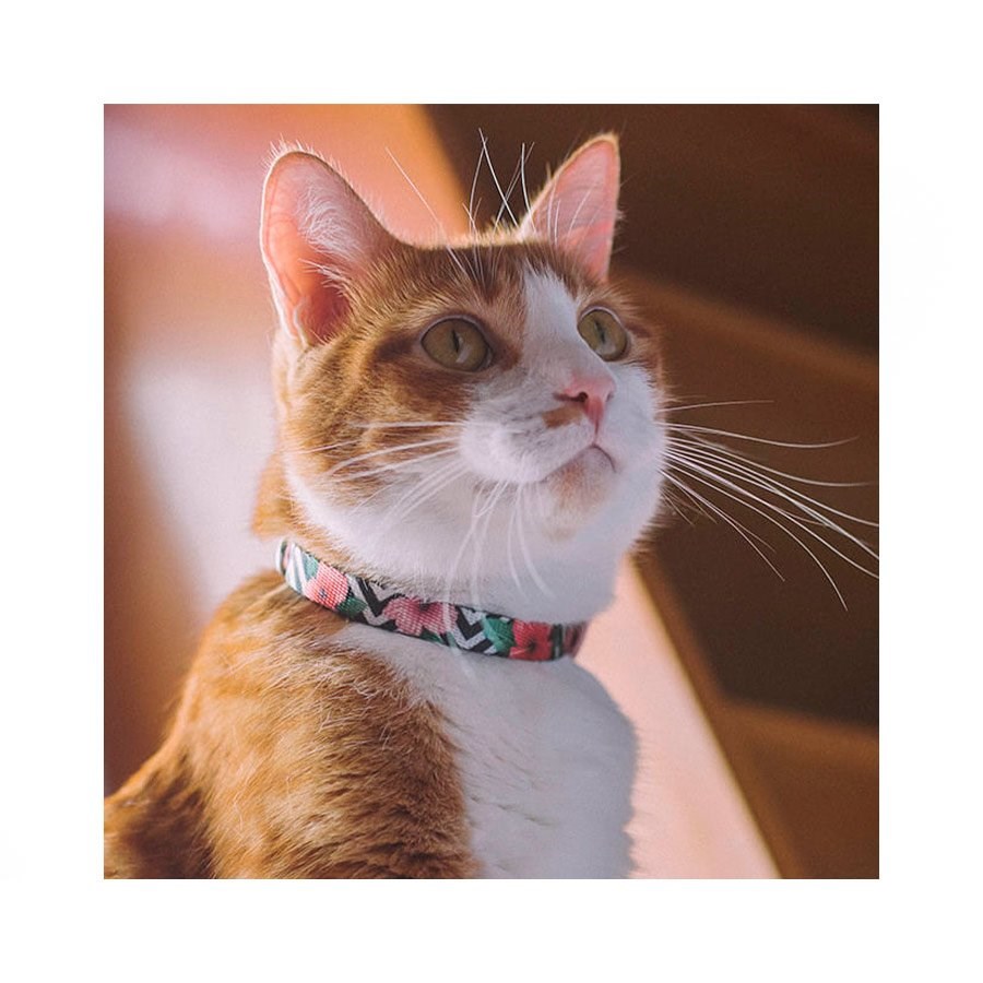 Coleira para Gatos Mahalo