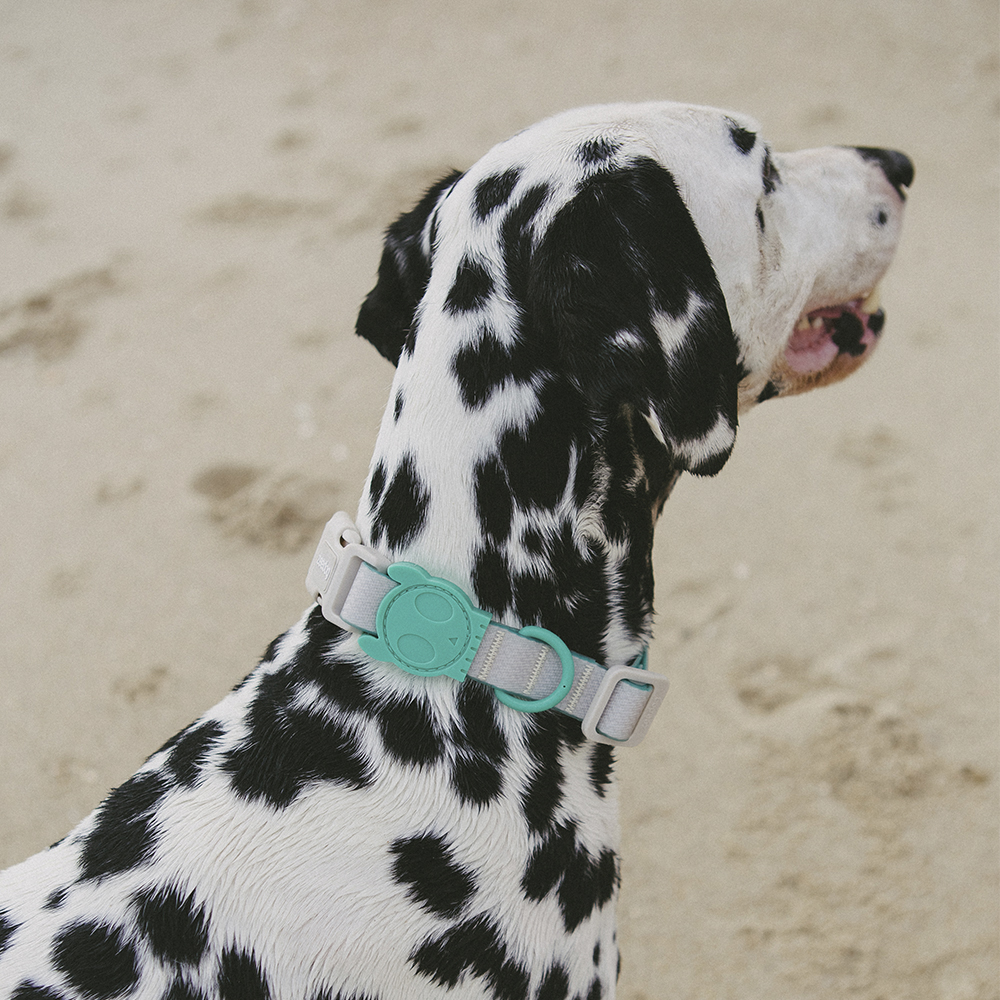 Coleira para Cachorros Neopro Tidal