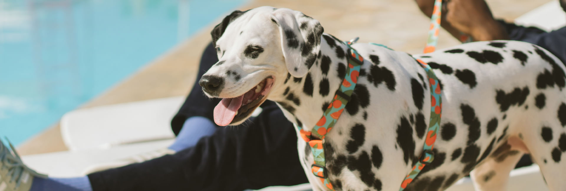 Coleira para Cachorros Florida | Lifestyle Images
