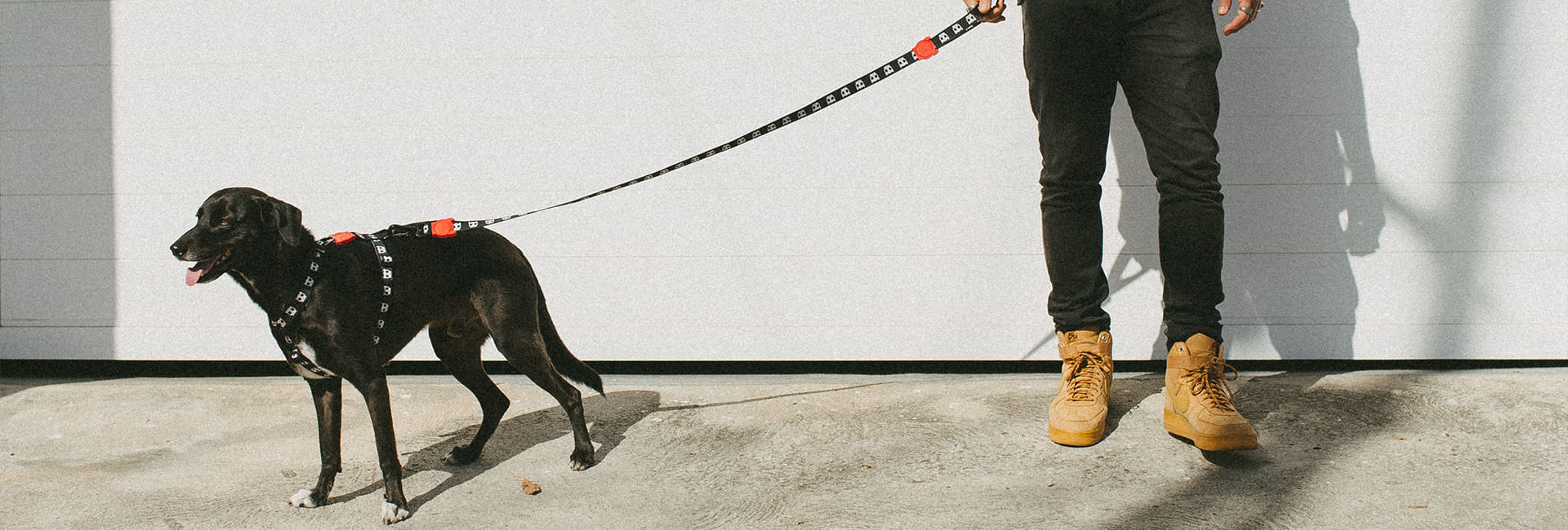 Coleira para Cachorros Skull 2.0 | Lifestyle Images