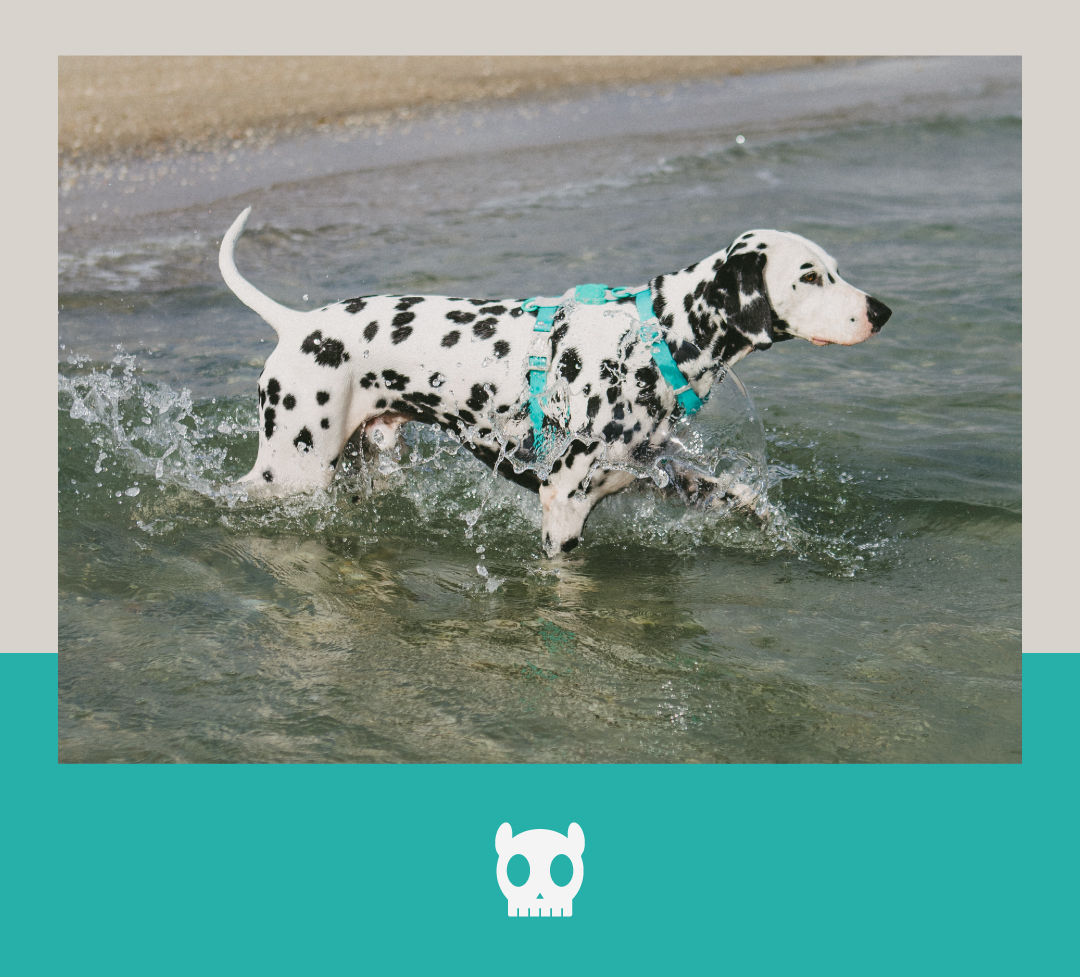 Peitoral para Cachorros H Neopro Tidal