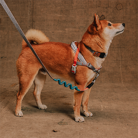 Peitoral Antipuxão SofterWalk para Cachorros Reebok Suede | Zee.Dog