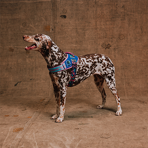Peitoral para Cachorros FlyHarness Reebok Aerobic | Zee.Dog