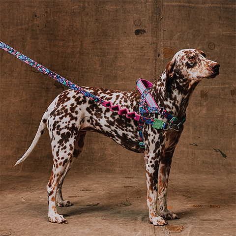 Peitoral Antipuxão SofterWalk para Cachorros Reebok Aerobic | Zee.Dog