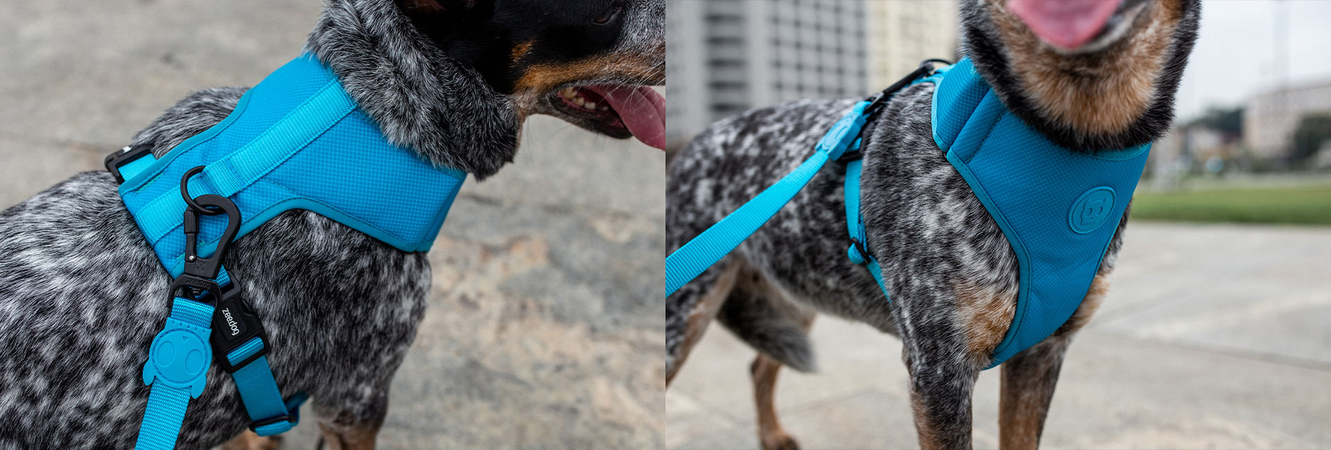 Guia com Amortecedor 2.0 para Cachorros Ultimate Blue | Lifestyle Images