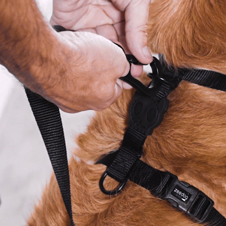 Peitoral para Cachorros H Velvet Vibes Dropout | Imagem 1