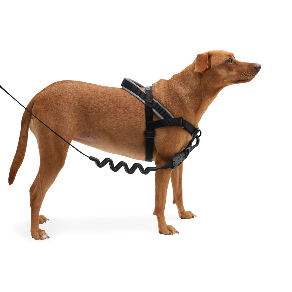 Peitoral Antipuxão SofterWalk para Cachorros Gotham