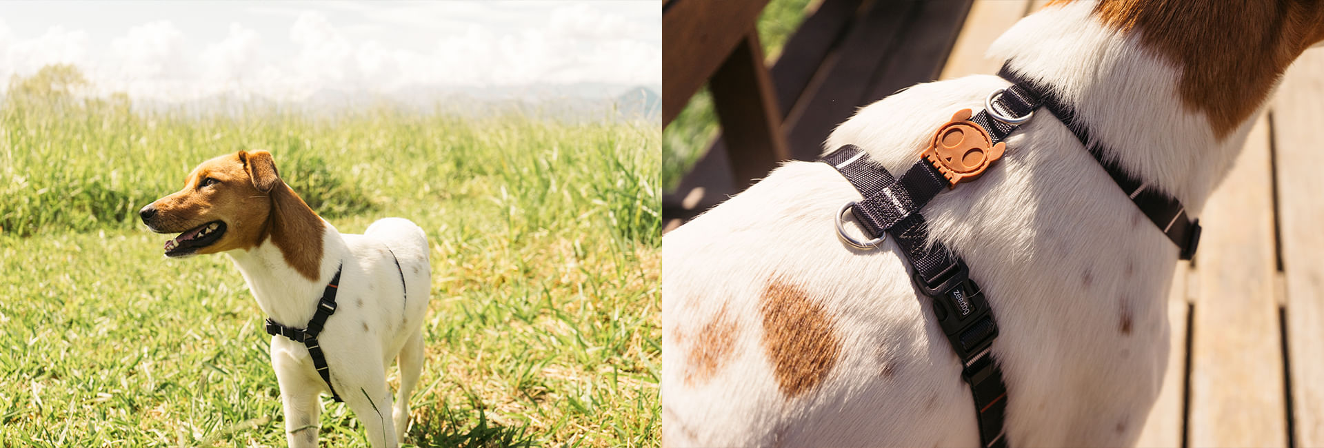 Coleira para Cachorros Patagonia | Lifestyle Images