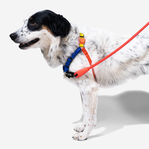 Peitoral para Cachorros Antipuxão Puzzle | Zee.Dog
