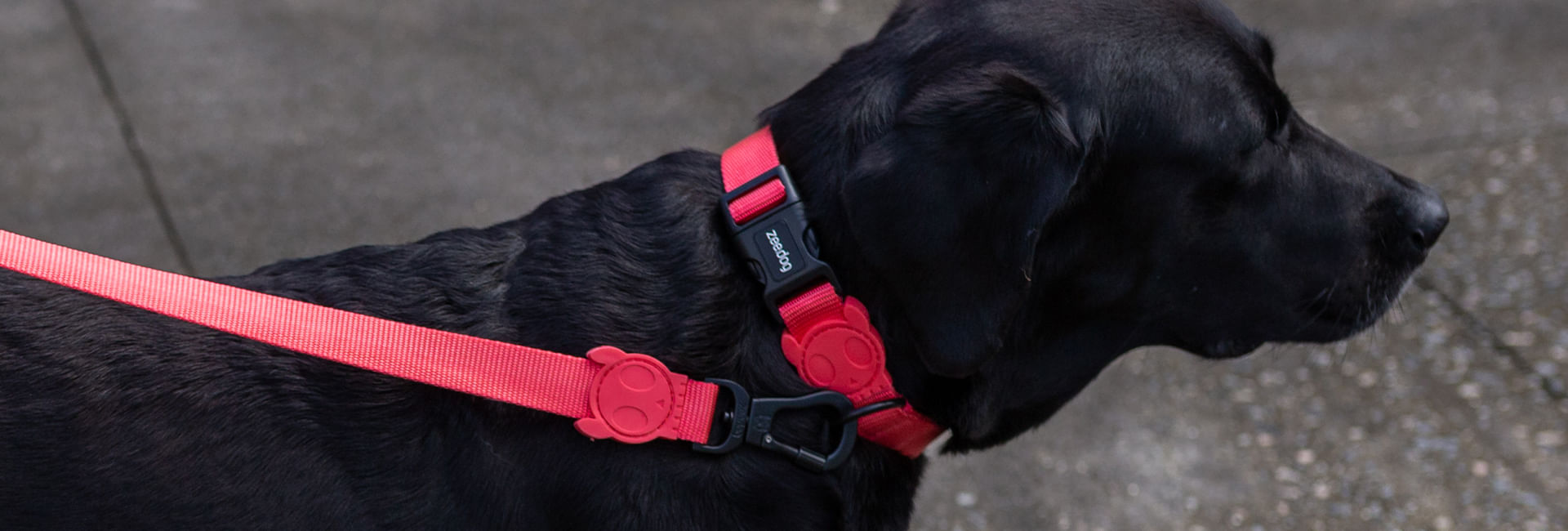 Guia com Amortecedor para Cachorros Neon Coral | Lifestyle Images