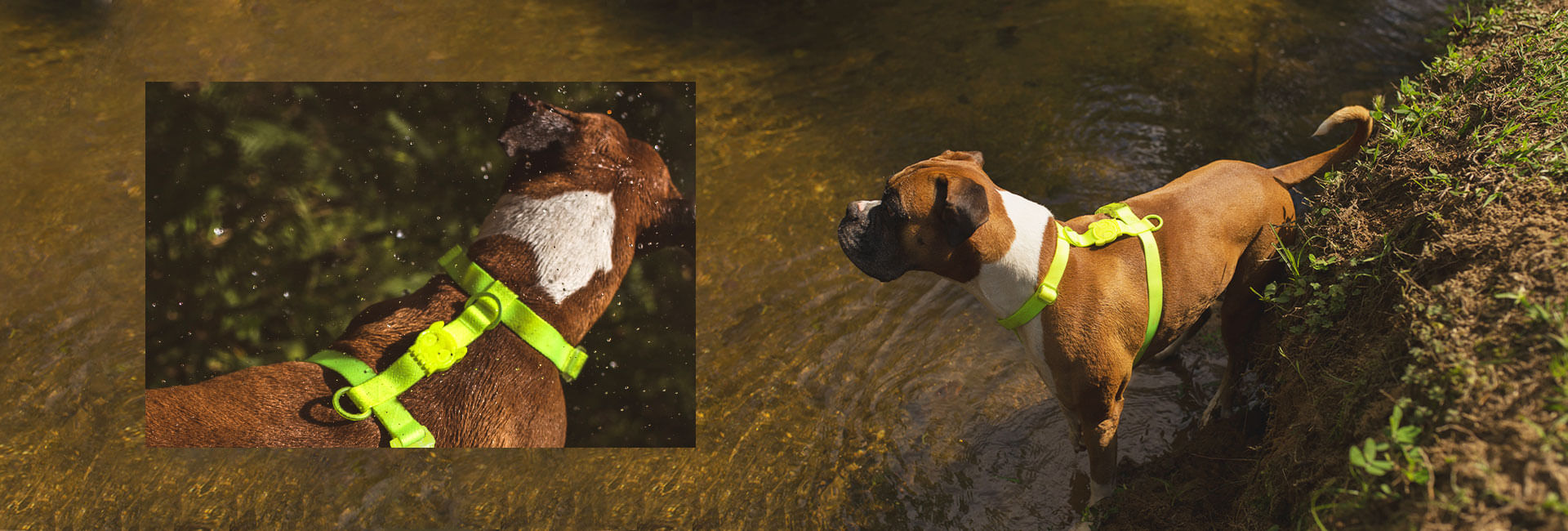 Peitoral para Cachorros H Neopro Verde Limão | Lifestyle Images