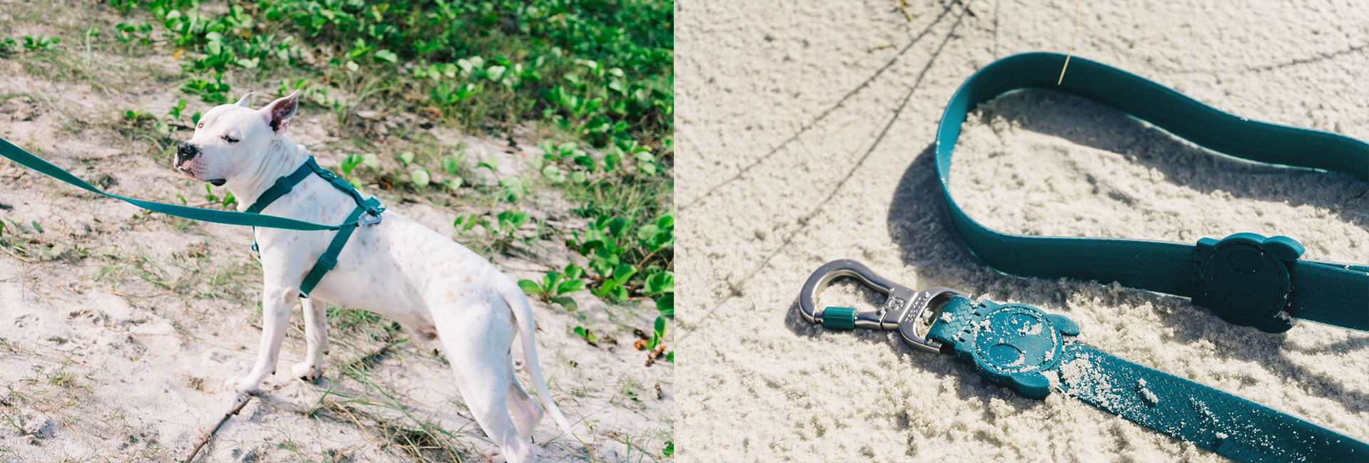 Coleira para Cachorros Neopro Amazonia | Lifestyle Images