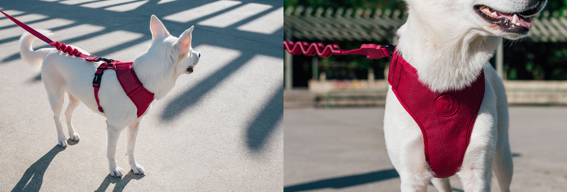 Guia com Amortecedor para Cachorros Bordeau | Lifestyle Images