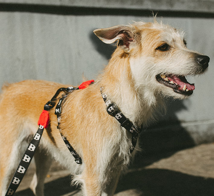 Peitoral para cachorros H Skull 2.0 | Zee.Dog - Conectando
