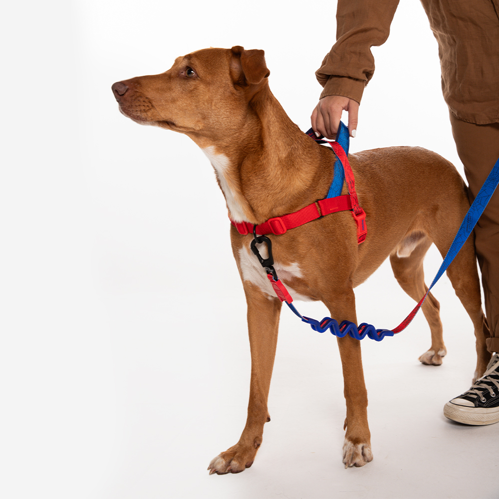 Peitoral Antipuxão SofterWalk para Cachorros Marvel Homem Aranha | Imagem 3