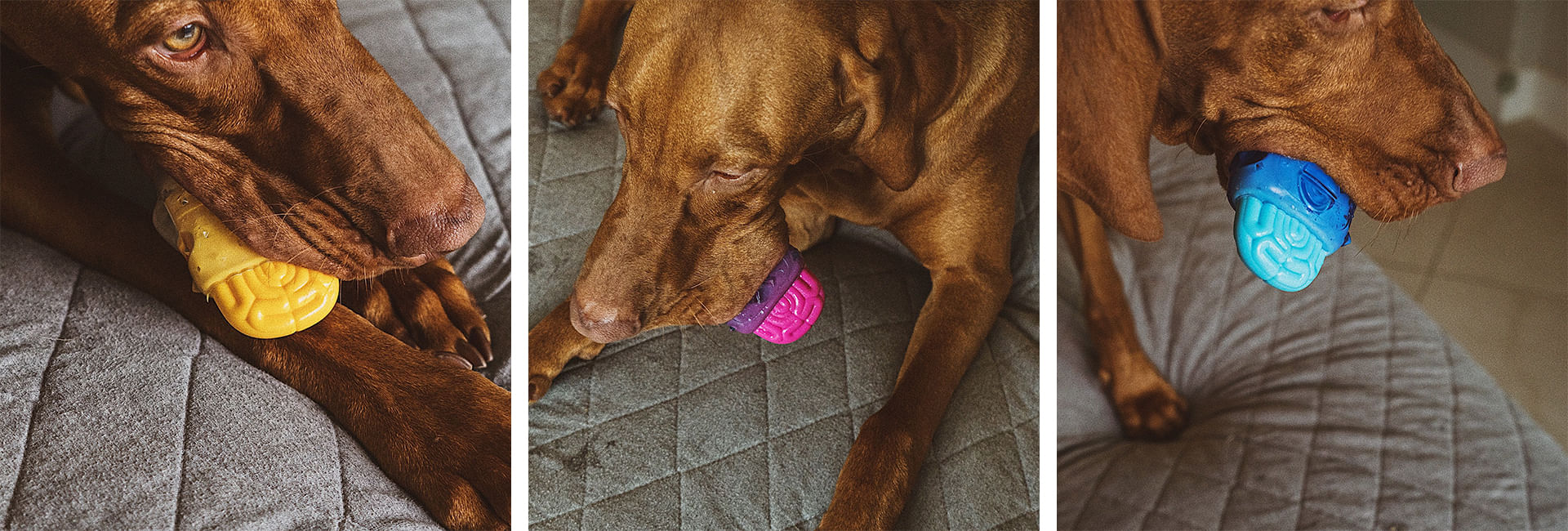 Brinquedo para Cachorros Brainies Brain Dead | Lifestyle Images