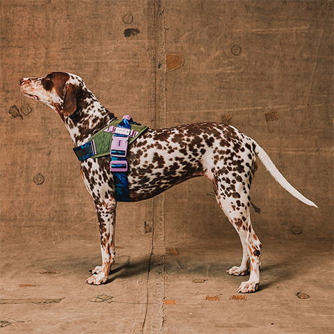 Peitoral para Cachorros FlyHarness Reebok Trekk | Zee.Dog