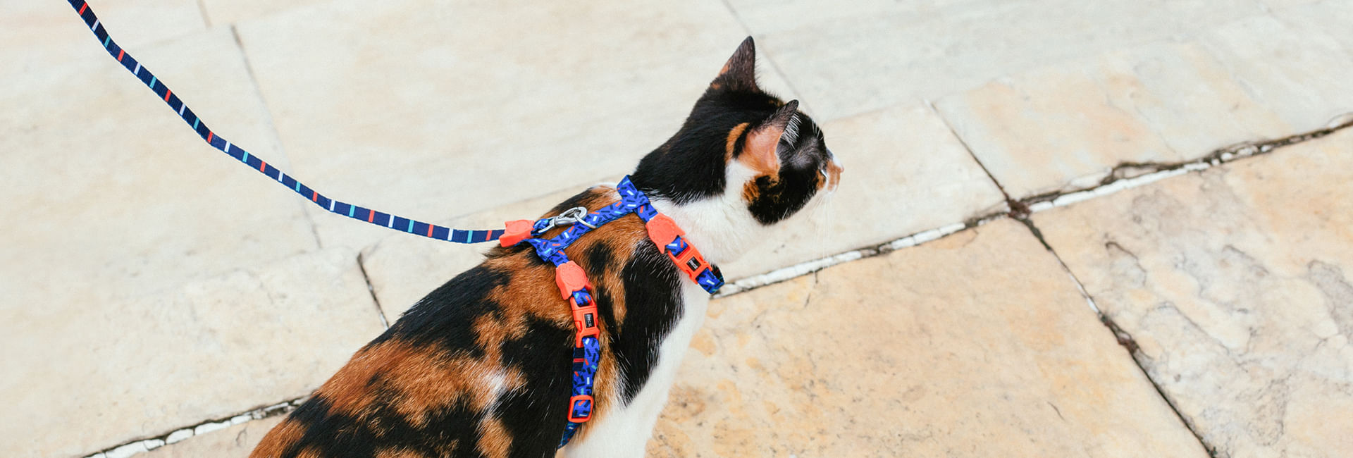 Coleira Zee.Cat Atlanta para Gatos | Lifestyle Images