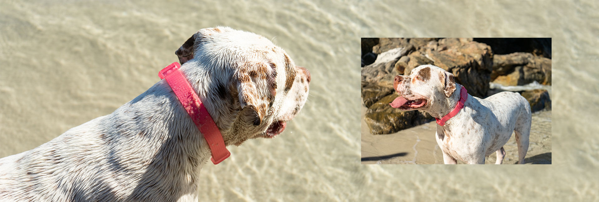 Coleira para Cachorros Neopro Bubblegum | Lifestyle Images