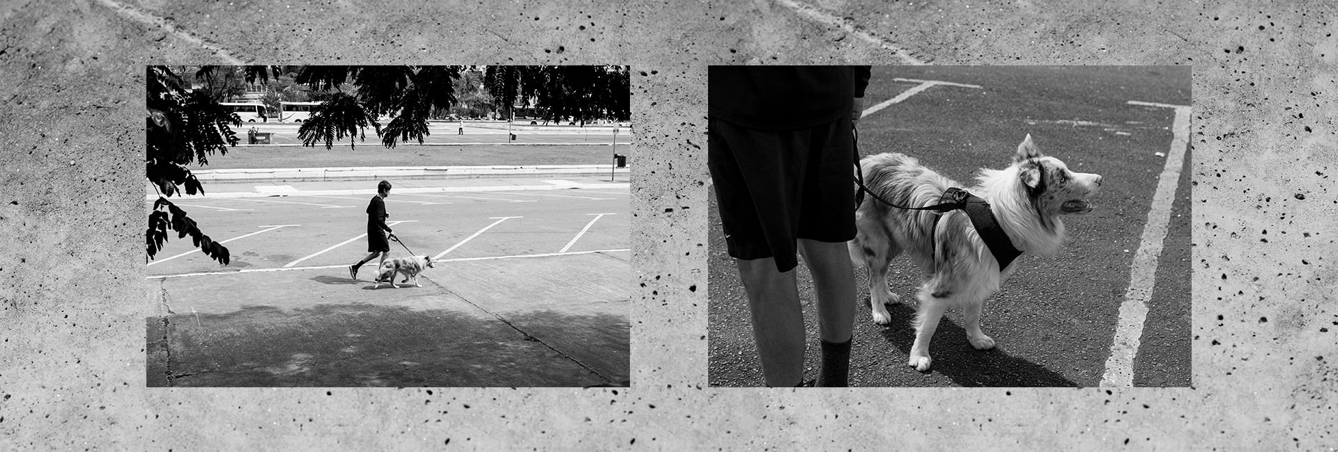 Guia para Cachorros Gotham | Lifestyle Images