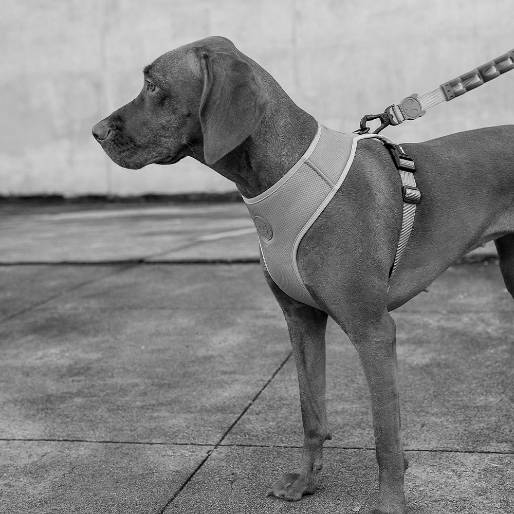 Peitoral para Cachorros Air Mesh Phantom Ajustável