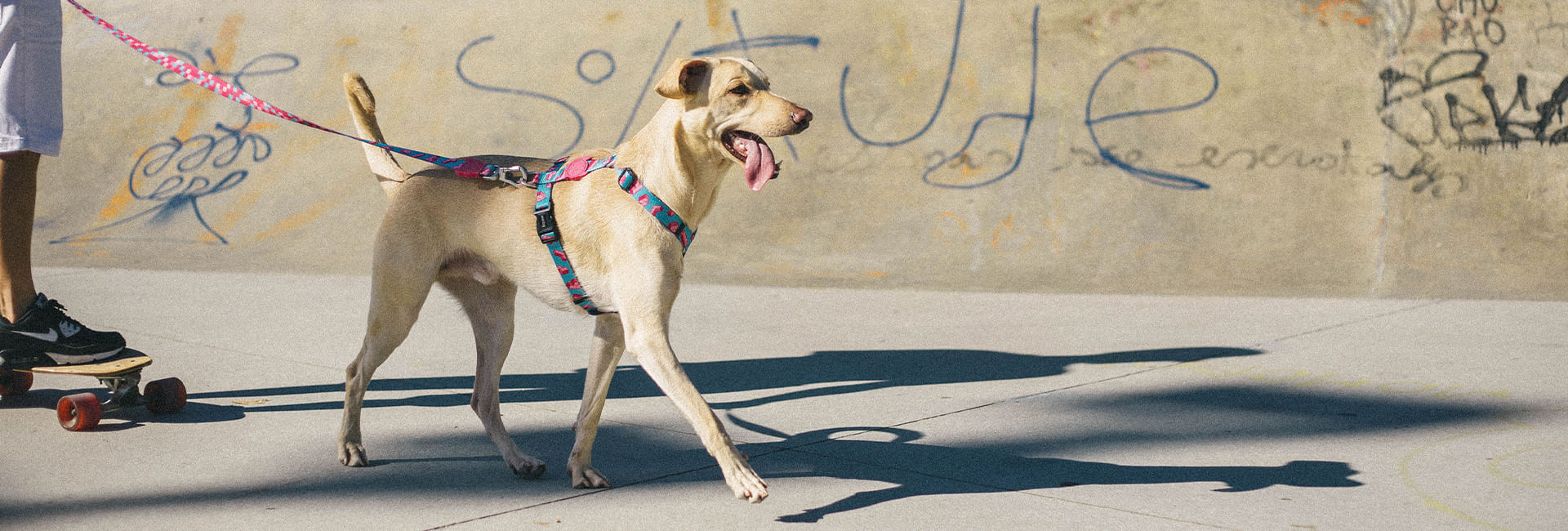 Coleira para Cachorros Tetris | Lifestyle Images