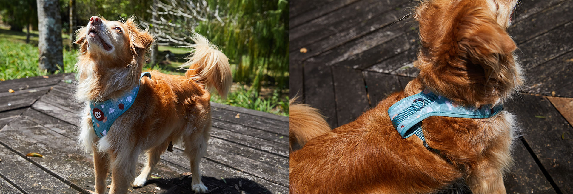 Peitoral para Cachorros H Terrazzo Green | Lifestyle Images