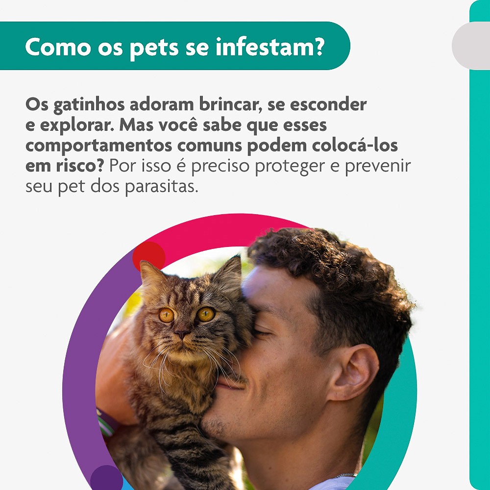 Antipulgas e Carrapatos Bravecto Transdermal para Gatos de 6,25kg a 12,5kg - 500mg